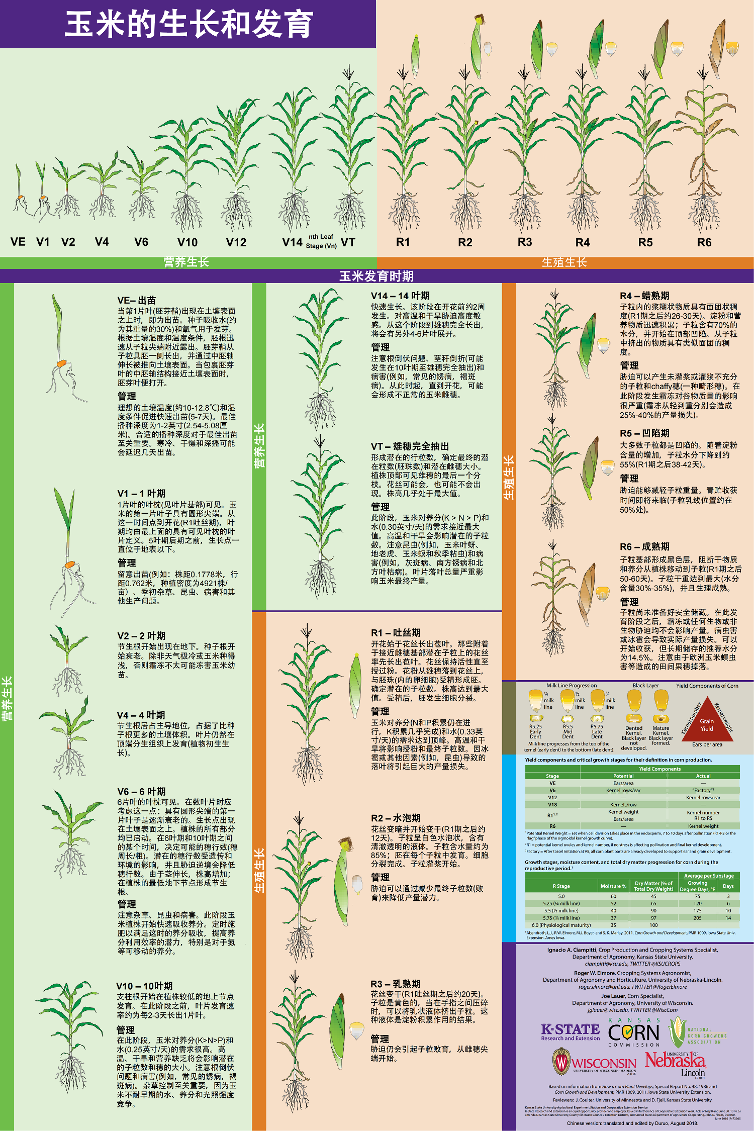玉米的生长和发育（中文版）_00(1).png