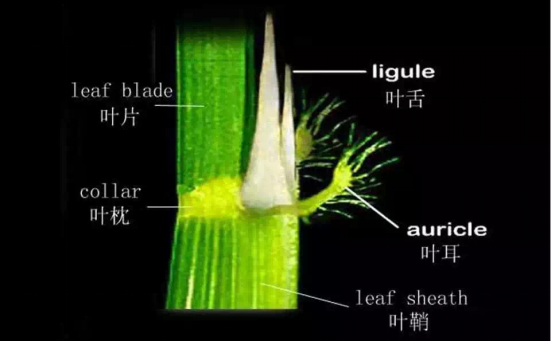 1686624681317188.png wps7.png