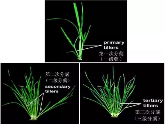 1686624701781180.png wps9.png