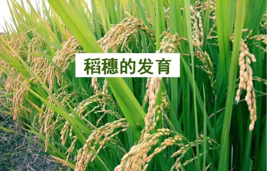 1686624776214192.png wps16.png