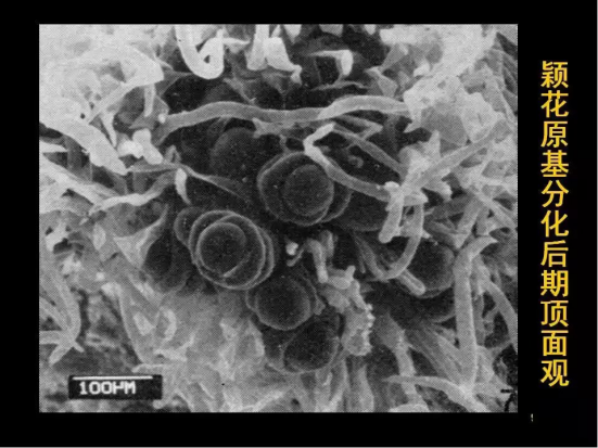 1686624941840241.png wps29.png