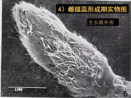 1686624958941442.png wps31.png