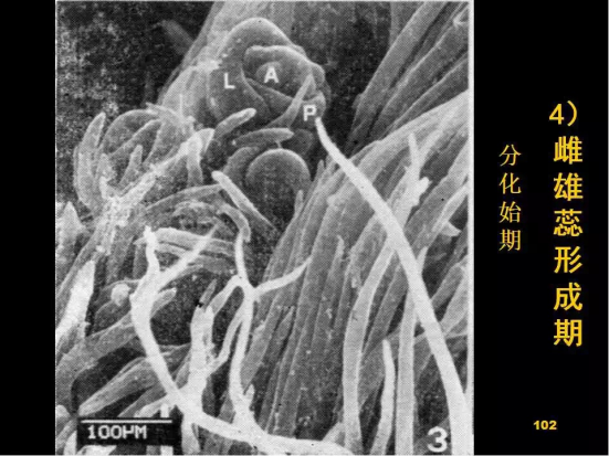 1686624965951637.png wps32.png