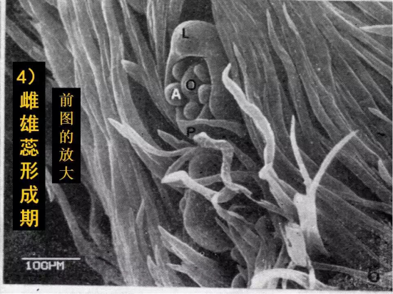 1686624975216018.png wps33.png