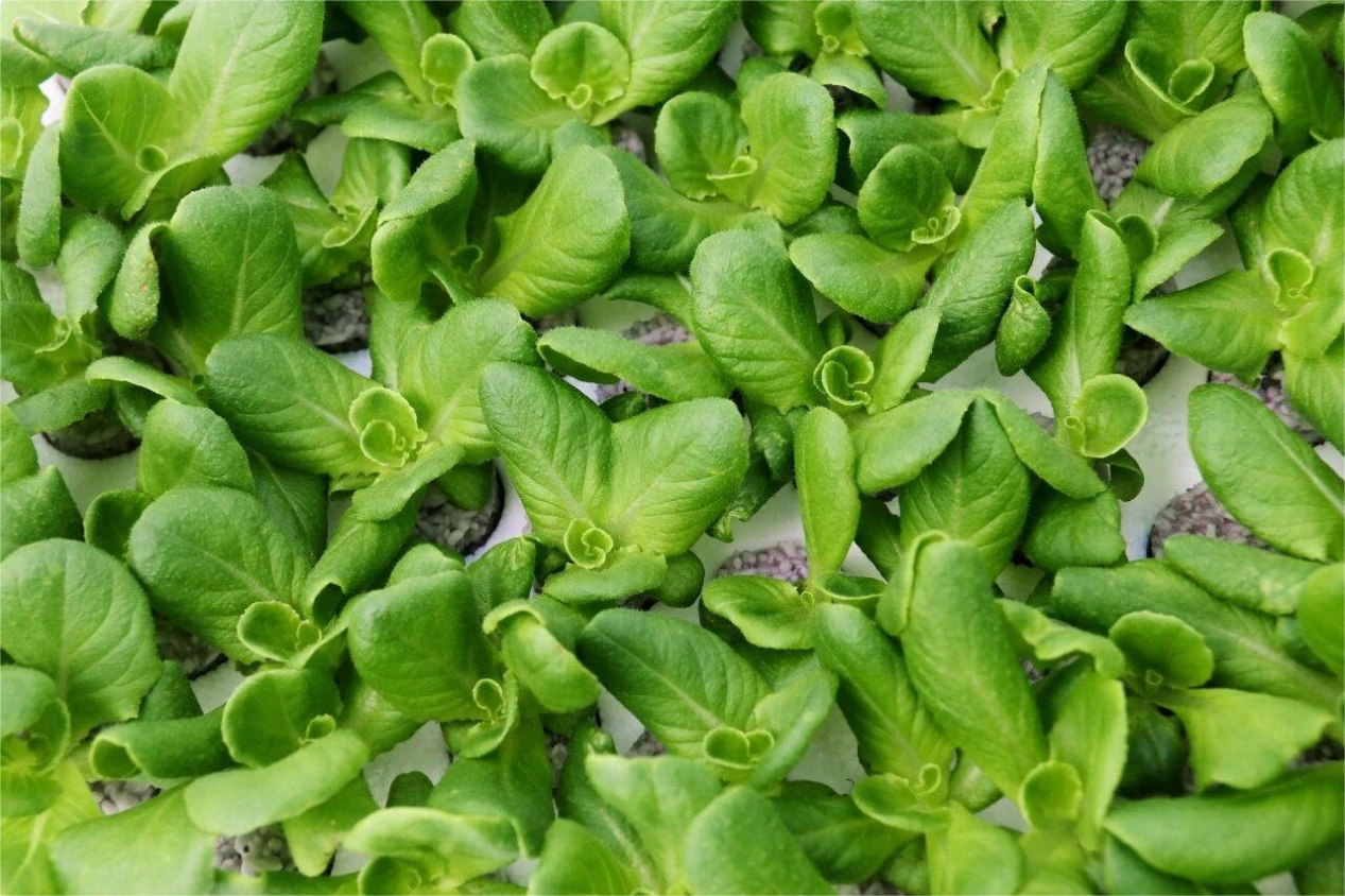 1762411234828893.png 图片9.png